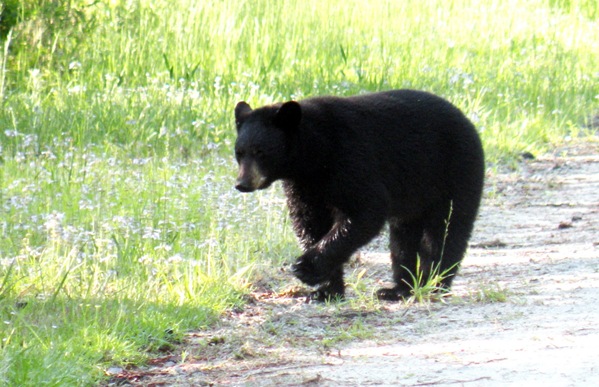 black bear walking